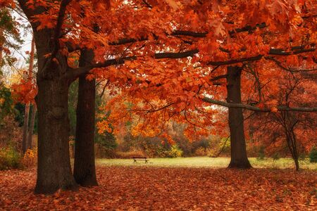 Peaceful bench in the autumn park with colorful leaves for thought