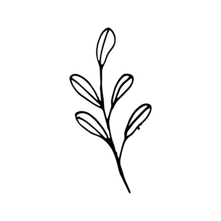 Cute single hand drawn herbal elements. Isolated over white background. Doodle vector illustration for wedding design, logo and greeting card.のイラスト素材