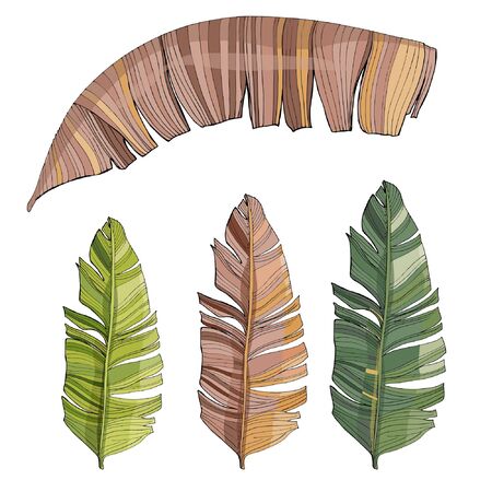 Tropical palm leaves, jungle leaf Isolated on white background. Vintage botanical illustration for decoration of clothes, stickers, swimwear, beach paraphernaliaのイラスト素材