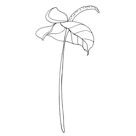 Calla lily flower, bud and leaves in black. Single tropical flower isolated on a white background. Floral design elements in contour style with ornate calla lilies for summer design and coloring book.のイラスト素材