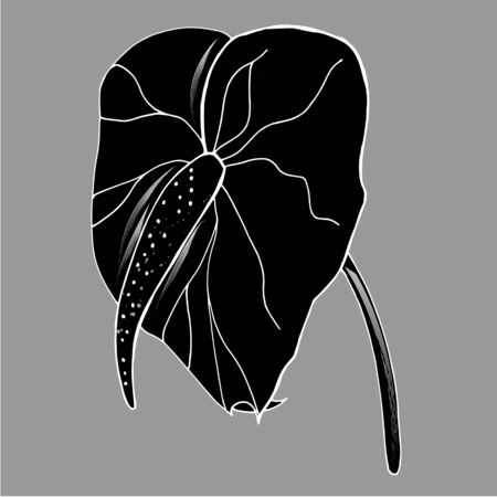 Calla lily flower, bud and leaves in black. Single tropical flower isolated on a white background. Floral design elements in contour style with ornate calla lilies for summer design and coloring book.のイラスト素材