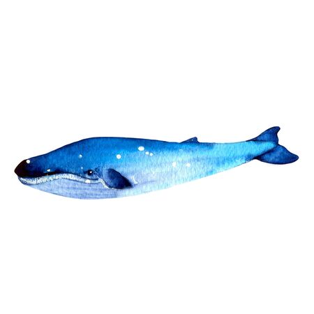Blue  whale. Summer mood, sea, ocean. Sea and ocean creatures in blue tones. For the design of invitations, children's albums, textiles, thieves, scrapbooking.の写真素材
