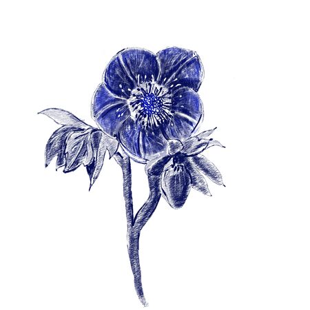 Hellebore Flower, bud and leaf. Floral design elements. Botanical illustration. Vintage style.の写真素材