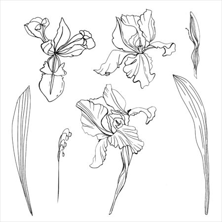 A set of irises. vector illustration. Creative realistic drawing, tattoo. Isolated white. Vintage paintings, postcards, background, wallpaper. Interior Design. Gift flowers for womenのイラスト素材