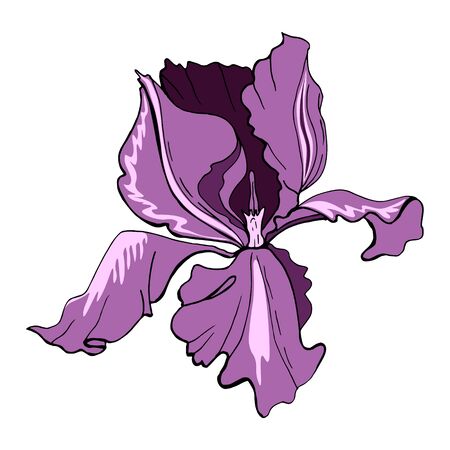 Delicate flower. Purple iris. Women's Day. Mom's day. Vector illustration of creative realistic doodle tattoos. For greeting card, wedding invitation, interior decoration, business cards, brochuresのイラスト素材
