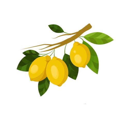 lemon branch. fruits illustration with lemon fruits, leaves and buds isolated on a white background. Food Design Element. Vector art Organic ripe yellow citrus. For stickers, gliders, recipesのイラスト素材