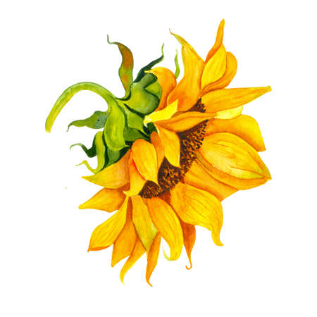 Yellow sunflower, watercolor on a white background. Sunshine, sunny flower. For the design of office supplies, textiles, clothing, pillows, stickers.の写真素材