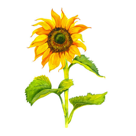 Yellow sunflower, watercolor on a white background. Sunshine, sunny flower. For the design of office supplies, textiles, clothing, pillows, stickers.の写真素材