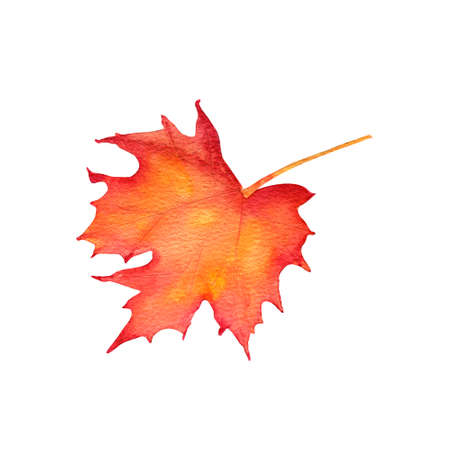 Watercolor maple leaf, orange, yellow, red. Forest and timber symbol sign. Nature tree logo.