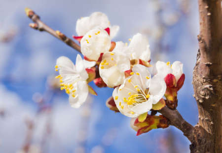 Branch of cherry blossoms with white flowers on blue skyの写真素材