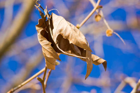 Single maple leaf on a background of blue skyの写真素材
