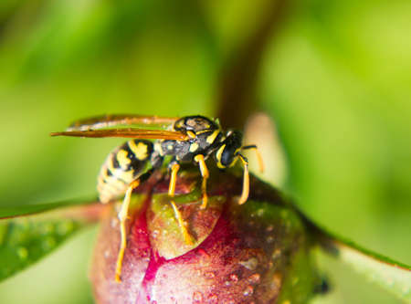 Wasp crawling at a peony budの写真素材