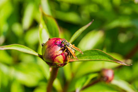 Wasp sitting on a pink flowerの写真素材