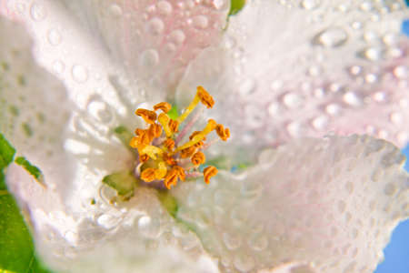 Inflorescence of apple in with dew drops on pink petalsの写真素材