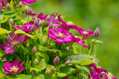 Purple flowers clematis in wild nature. Abstract spring floral background