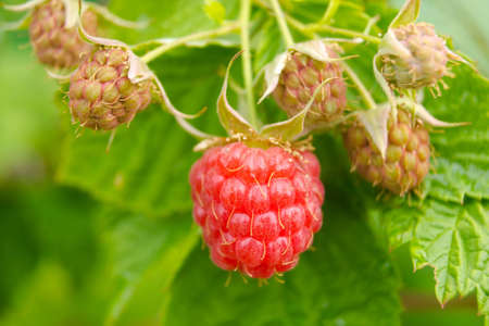 Ripe berry raspberry grow on a branch
