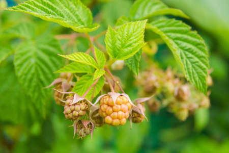 Green raspberry berries ripen on a branch の写真素材