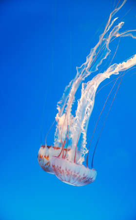Aquarium with jellyfish. White striped Jellyfish. Chrysaora colorata or fuscescens. Medusa in the...