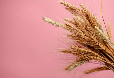 Sheaf of golden wheat spikelets on the pink background, closeup. Dietary fiber. Healthy...