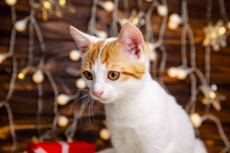 Funny kitty waiting for Santa Claus. Cat in a Xmas interior at home. Fluffy cat sitting in Christmas festive lights bokeh on white blanket at home. Cozy moody winter evening. Holidays and pets.の写真素材