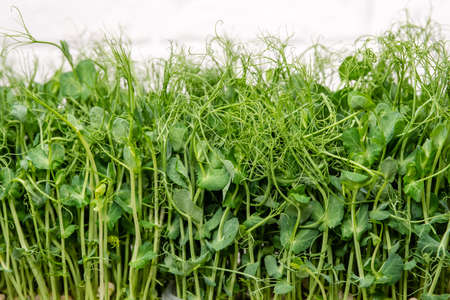 Eating right, stay young and modern restaurant cuisine. Fresh micro greens peas sprouts. Young...