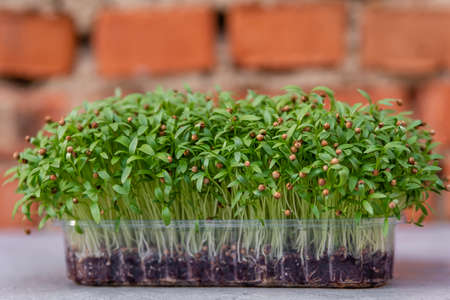 Fresh organic sprout micro greens in plastic box on the table. Healthy raw diet food. Microgreens for sale. Vitamins from nature. The process of planting seeds for growing microgreens. Growing sproutsの写真素材