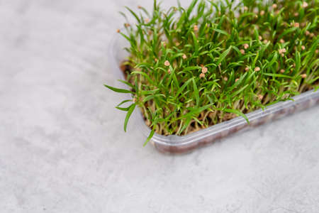 Microgreen eco nutrition. Micro green from mustard. Healthy nutrition. Germination of seeds at home....