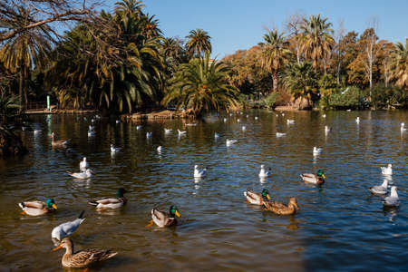 Barcelona Ciutadella park in spring with lake and ducks, panoramic image. Birds in Ciutadella Park. Ducks in the pond in Ciudadela Park in Barcelona, Spainの写真素材