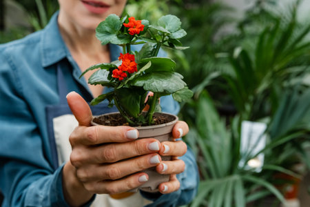 Happy person holding pot with green leafs on plant in hands. Adult woman showing natural houseplant as decoration on camera. Female having object with greenery vegetation and organic botanyの写真素材