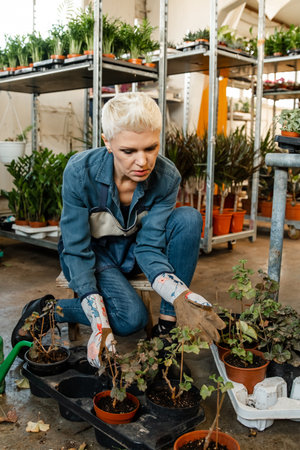Home gardening relocating house plant. Woman's hands transplanting plant into a new pot. Gardener woman transplants indoor plants. flowers replanting. house plant care concept. spring planting.の写真素材