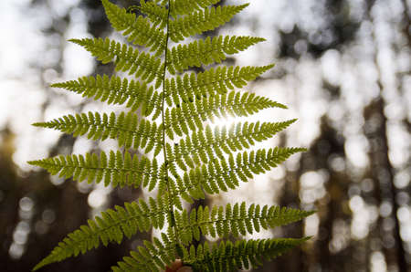Fern leaf in the forest sun shines from behindの写真素材