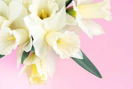 Bouquet of white daffodils on pink background. Minimalistic spring flowers. Blooming narcissus. Happy easter, Birthday, Mothers, Valentines, Womens, Wedding Day concept. Top view, close up.の写真素材