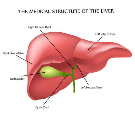 medical structure of the liver, illustrationのイラスト素材