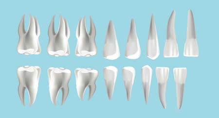 location and order of human teeth, types of dentist numberingのイラスト素材