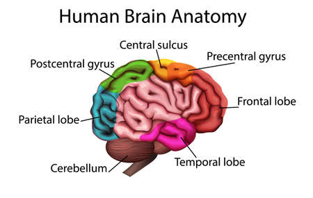 medically accurate illustration of the brain, anatomical structure 3D vector