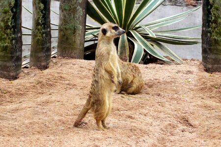 meerkat stands on its hind legs. Meerkat stands in the background for conceptual design. Wildlife concept. Nature background Business meeting. Funny face. Animal concept.の写真素材