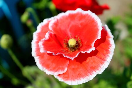 flower red poppy close-up, great design for any purposes. Colorful decoration. Spring floral background. Bright macro color. Floral ornament. Flower background. White backgroundの写真素材