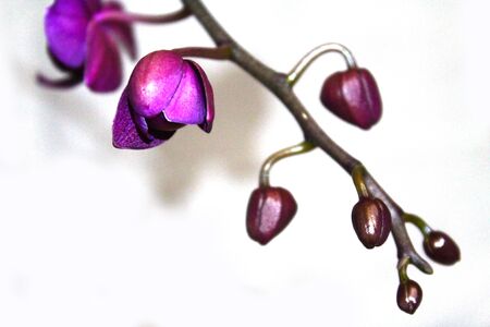 Isolated background. Close-up of orchid flowers on a white background. Orchid Phalaenopsis. The nature of love. Floral background valentines giftの写真素材