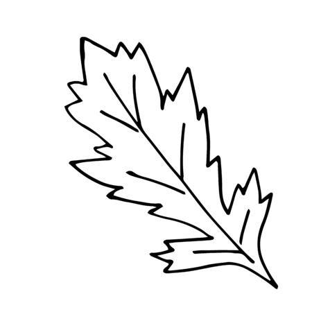 Poppies leaves, hand-drawn illustration. Hand drawn poppy flower isolated on a white background. Hand drawn illustrations.のイラスト素材