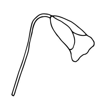 Poppies, hand-drawn illustration. Hand drawn poppy flower isolated on a white background. Hand drawn illustrations.のイラスト素材