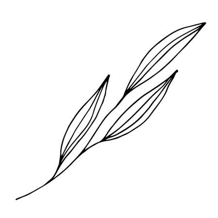 Sketch branch of leaves by hand on an isolated background. Hand drawn branches with leaves and flowers isolated on a white background.のイラスト素材