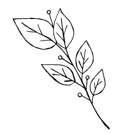Sketch branch of leaves by hand on an isolated background. Hand drawn branches with leaves and flowers isolated on a white background.のイラスト素材