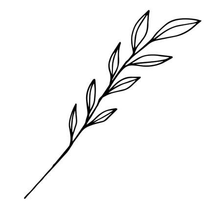 Sketch branch of leaves by hand on an isolated background. Hand drawn branches with leaves and flowers isolated on a white background.のイラスト素材