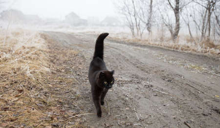 A black cat is walking along the road in the fog. Cat crosses the roadの写真素材