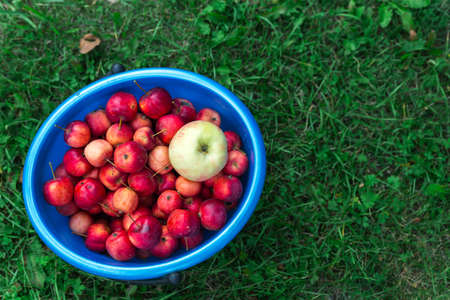 Harvest. Bucket of freshly picked crab apples on top is one big Apple. Bucket stands on bright green grass, top view. Space for textの写真素材