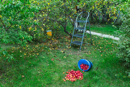 Harvest. A ladder for collecting apples from stands near a tree in the garden, next to a bucket of scattered apples. Concept of natural economy, garden and vegetable gardenの写真素材