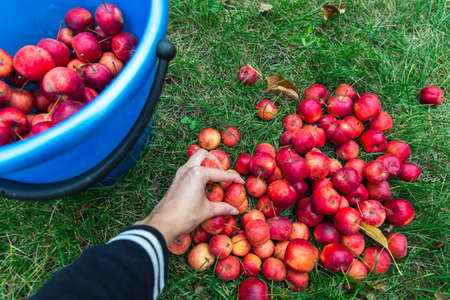 Harvest. A Man's hand puts freshly picked crab apples in a Bucket. Bucket stands on bright green grass, top view.の写真素材