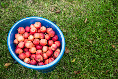 Harvest. Bucket of freshly picked crab apples on top is one big Apple. Bucket stands on bright green grass, top view. Space for textの写真素材