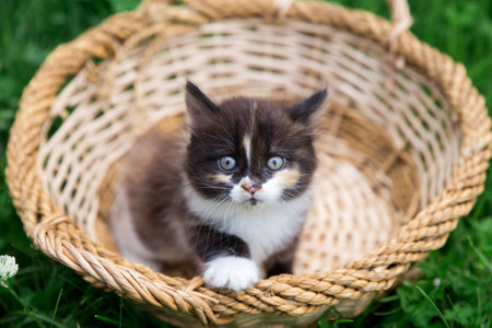 A small kitten in a wicker basket. Black Kitten with white paws and breast. The concept of pet careの写真素材