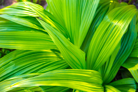 Beautiful green leaves for an abstract background. Veratrum, False Hellebore texture closeup